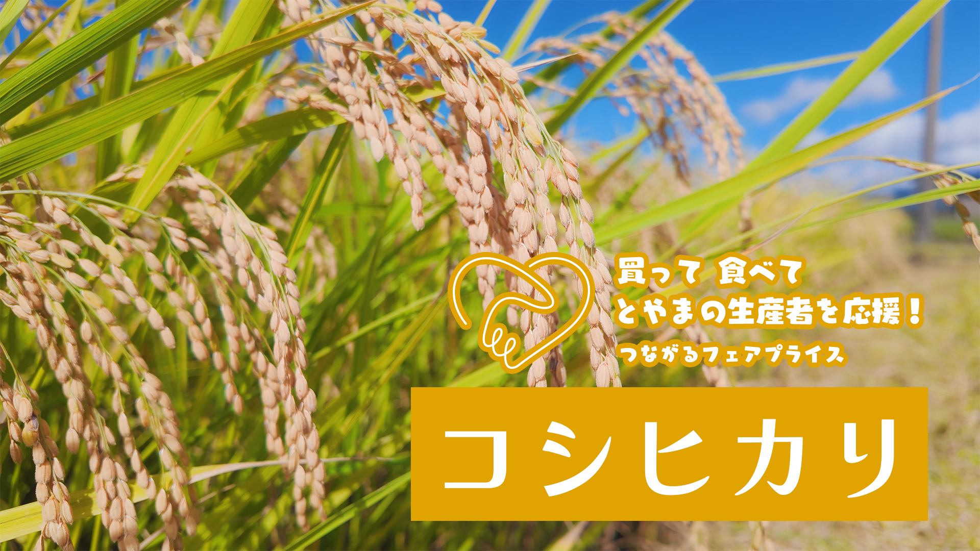 買って 食べて とやまの生産者を応援！